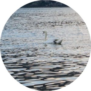 Water Yoga con accompagnamento musicale con Associazione Soham - Lake Como Waves - Villa Erba- Cernobbio - 07.09.19