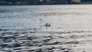 water-yoga-lake-como-waves